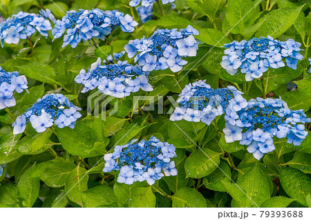 性海寺の紫陽花 79393688