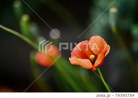 可愛らしい濃いオレンジ色の花を咲かせているナガミヒナゲシ。 79393784