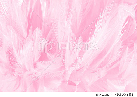 Beautiful soft pink bird feathers pattern texture background. Beautiful soft pink bird feathers pattern texture background. 79395382