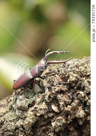 ノコギリクワガタ ノコギリクワガタ 79395736