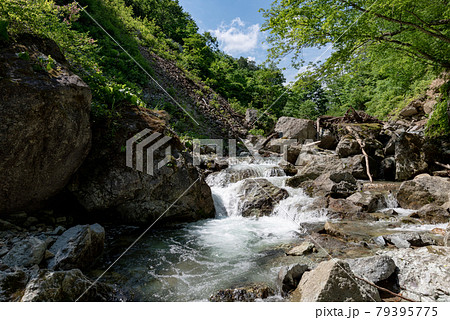 ブナの森の流れの透明な涼しい渓流 79395775