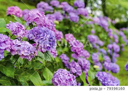 雨の船岡城址公園アジサイ谷の紫陽花 宮城県柴田町 雨の船岡城址公園アジサイ谷の紫陽花 宮城県柴田町 79396160
