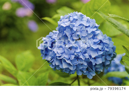 雨の船岡城址公園アジサイ谷の紫陽花　宮城県柴田町 79396174
