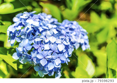 船岡城址公園アジサイ谷の紫陽花　宮城県柴田町 79396293
