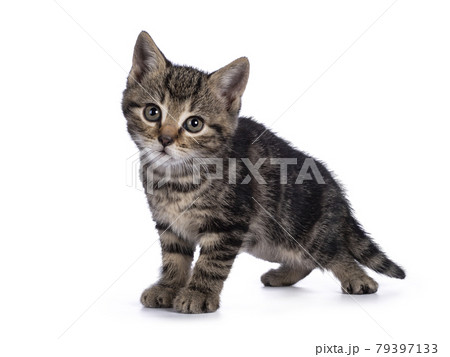 Cute kitten on white background Cute kitten on white background 79397133