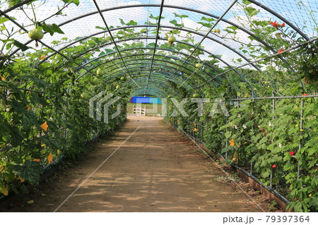 ヒマワリ 韓国 カボチャ 79397364