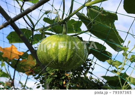 ヒマワリ 韓国 カボチャ 79397365