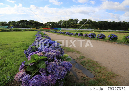 ヒマワリ カボチャ ズッキーニ 79397372