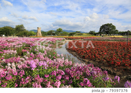 ヒマワリ ユリ カボチャ 79397376