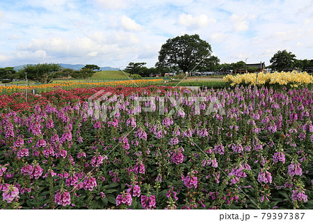 ヒマワリ ユリ カボチャ 79397387