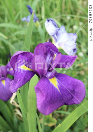紫 花しょうぶアップ 紫 花しょうぶアップ 79397538