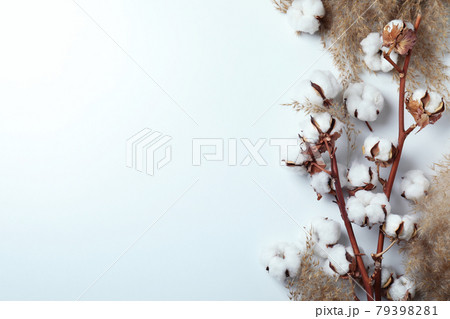 Cotton plant branches and reeds on white background Cotton plant branches and reeds on white background 79398281