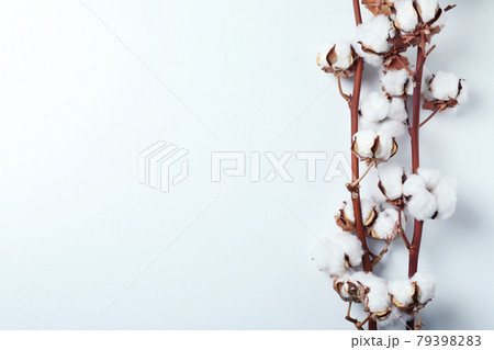Cotton plant branches on white background, space for text Cotton plant branches on white background, space for text 79398283