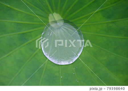 中尊寺のハス・医王寺(福島県・福島市) 中尊寺のハス・医王寺(福島県・福島市) 79398640