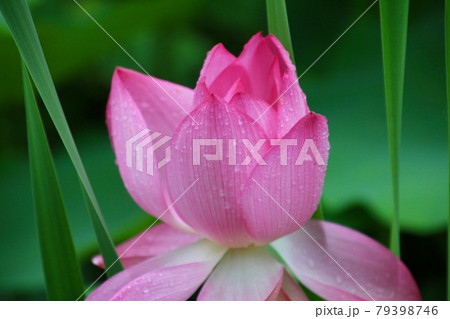 中尊寺のハス・医王寺（福島県・福島市） 79398746