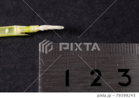 稲の幼穂 79399243