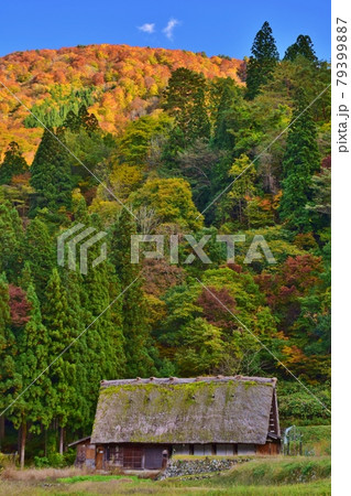 世界遺産 白川郷合掌造り集落 秋景 世界遺産 白川郷合掌造り集落 秋景 79399887