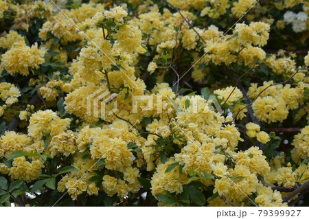 黄色のバラ 79399927