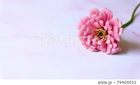 A single pink gerbera daisy flower, on a pink marble surface. With copy space on the left. 79400052