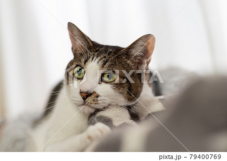 見つめる猫 キジトラ猫 見つめる猫 キジトラ猫 79400769