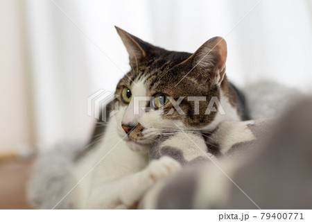 見つめる猫 キジトラ猫 見つめる猫 キジトラ猫 79400771
