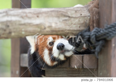 可愛いレッサーパンダの写真素材