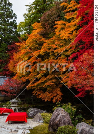 京都　南禅寺の龍吟庭の紅葉 79401204