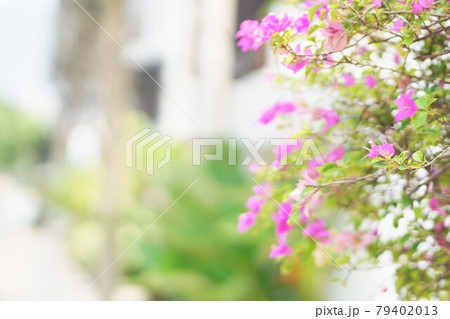 ピンク色の花、街路樹、ブーゲンビリア、ブーゲンビレアの花 79402013