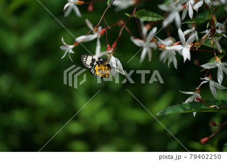 ミツバシモツケの蜜を吸うトラガ ミツバシモツケの蜜を吸うトラガ 79402250