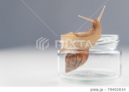 Close-up of a snail crawling on an empty glass jar on a white background. The use of shellfish in cosmetology. 79402634