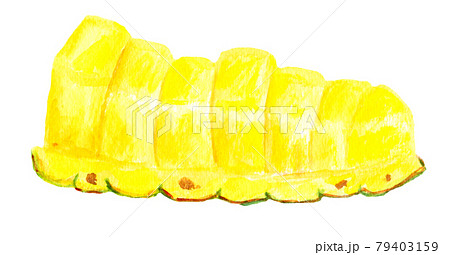 切り込みを入れたパイナップルの水彩イラスト 切り込みを入れたパイナップルの水彩イラスト 79403159