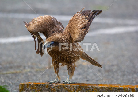 勇ましい瞬膜のトンビ 勇ましい瞬膜のトンビ 79403569