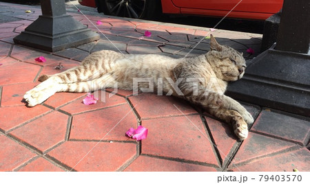 タイのバンコクのカオサンロード付近、タクシーの前の立て看板の脚を枕にして路上で堂々と昼寝する胴体が長 79403570