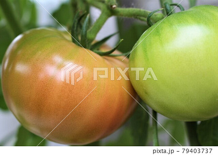色付き始めた家庭菜園のトマト 色付き始めた家庭菜園のトマト 79403737