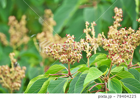 クリーム色のアカメガシワの花 クリーム色のアカメガシワの花 79404225