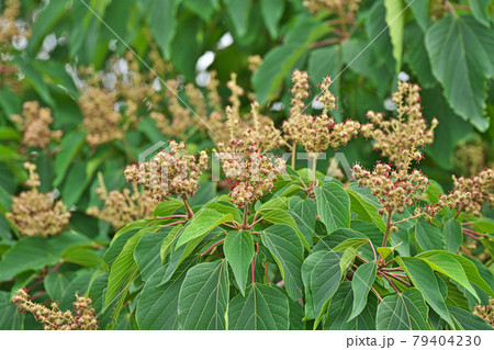 クリーム色のアカメガシワの花 79404230