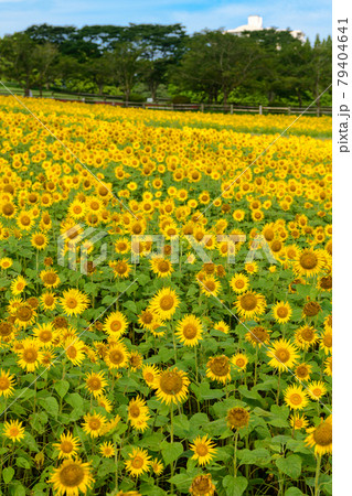 夏の高千穂牧場 夏の高千穂牧場 79404641