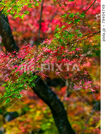 紅葉 79404749