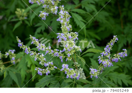 ニンジンボクの花 79405249