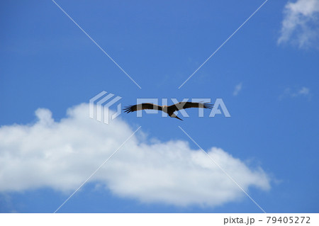空から獲物を探すワシ 空から獲物を探すワシ 79405272