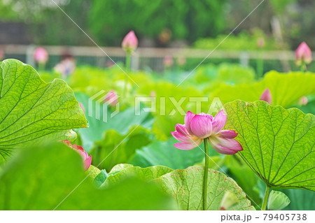 ピンク色のハスの花 ピンク色のハスの花 79405738