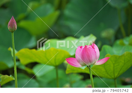 ピンク色のハスの花 ピンク色のハスの花 79405742