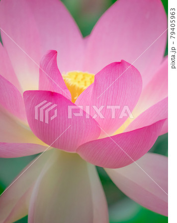 府中の森に咲く蓮の花 府中の森に咲く蓮の花 79405963
