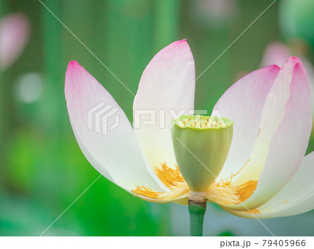 府中の森に咲く蓮の花 府中の森に咲く蓮の花 79405966