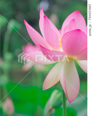 府中の森に咲く蓮の花 府中の森に咲く蓮の花 79405985