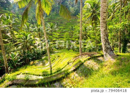 Tegalalang Rice Terraces in Ubud, Bali, Indonesia Tegalalang Rice Terraces in Ubud, Bali, Indonesia 79406418