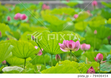 赤いハスの花 赤いハスの花 79406454