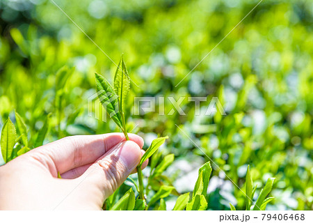 茶葉を摘む男性の手 茶園 茶畑 生葉の手摘み 朝イメージ 茶葉を摘む男性の手 茶園 茶畑 生葉の手摘み 朝イメージ 79406468