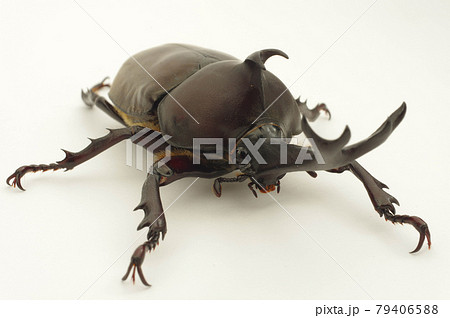 カブトムシ 白背景 カブトムシ 白背景 79406588