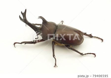 カブトムシ 白背景 カブトムシ 白背景 79406595